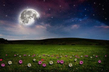 Flower field in the night. 