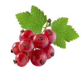 Red currant extra small with leaf isolated on white background