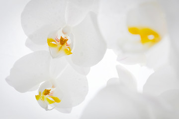 Obraz na płótnie Canvas Detail of orchid flowers.