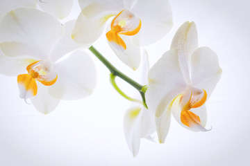 Detail of orchid flower.
