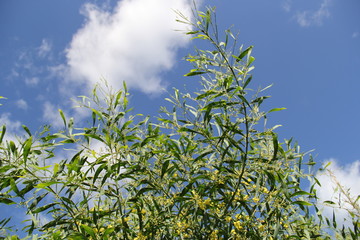 MIMOSA 2