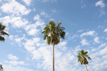 Obraz premium 椰子の木