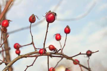 Autumnl photo of dogrose (dog-bramble)