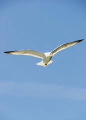 Flying seagull on the sky