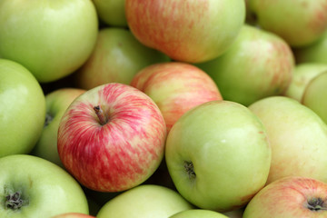 Apple harvest