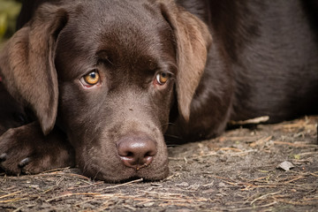 Cute lonely brown labrador puppy