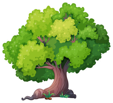Oak Tree Cartoon Images – Browse 36,241 Stock Photos, Vectors, and Video |  Adobe Stock