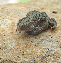 American Toad, Anaxyrus americanus