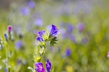 Little purple wild flowers