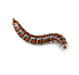 Glowworm