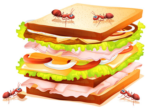 Sandwich and ants