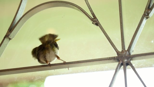Common Tailorbird Knocking on Window (Orthotomus sutorius)