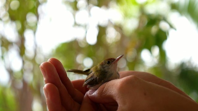 Common Tailorbird (Orthotomus atrogularis) Sitting in Man Hands