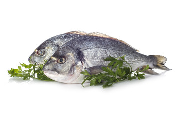 Pescado fresco doradas aisladas sobre un fondo blanco