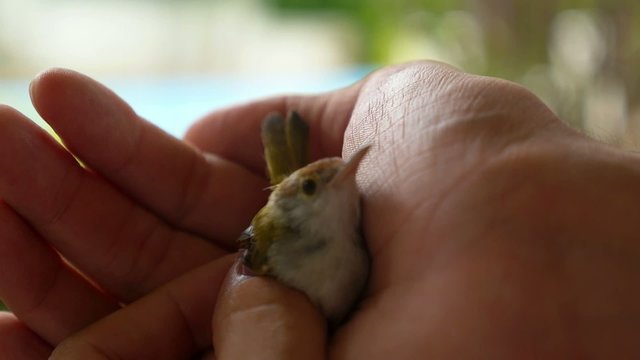 Closeup of Hands Holding Common Tailorbird (Orthotomus