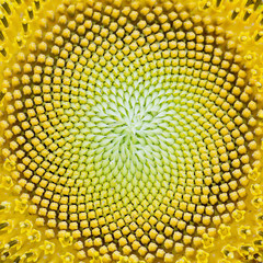 close-up of sunflower.