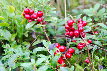 Cowberry Background