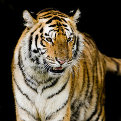 Bengal tiger