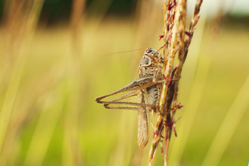 Grasshopper