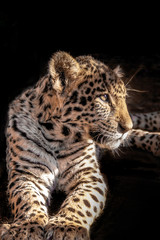 Leopard Cub 0043