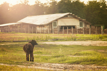 Farm field and black dog