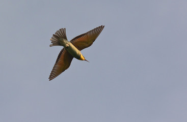 gruccione (Merops apiaster) in volo