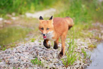 Naklejka na ściany i meble red fox pup