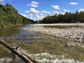 Gehölz bremst den Fluss der Isar