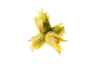 Fourfold green rawhazel nuts
