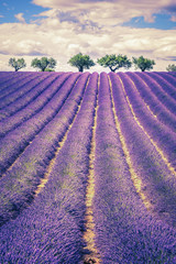 Lavender field with trees