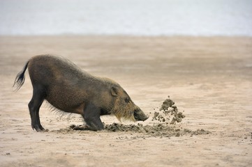 Bearded Pig