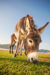 Donkey eating the grass in the foothills of the Monte Sibillini