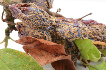 Mouldy, withered plum fruits and dead leaves