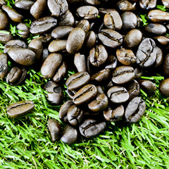coffee beans on grass