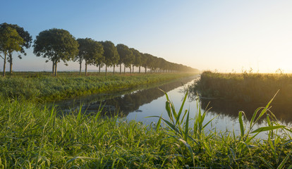 Trees along a canal at sunrise in summer