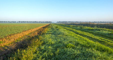 Fototapeta na wymiar Tracks along a field at sunrise in summer