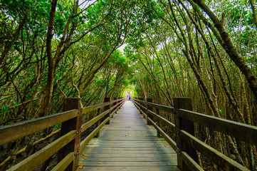 Mangrove forest with wood Walk way