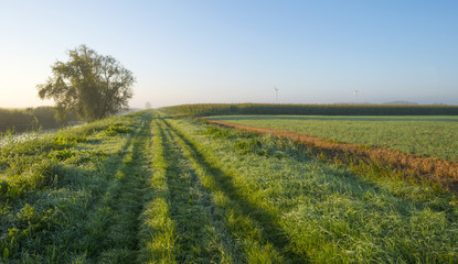 Fototapeta na wymiar Corn growing on a field at sunrise