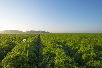 Naklejka premium Carrots growing on a field in summer