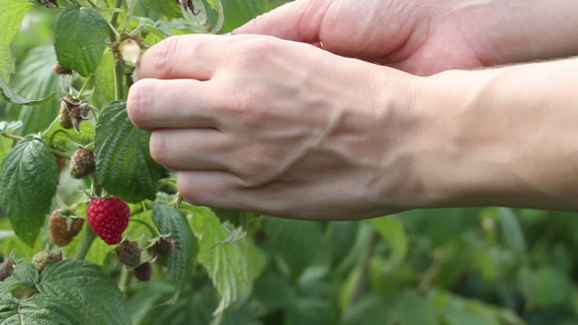 Picking raspberries from a plant at a fruit farm, close up
