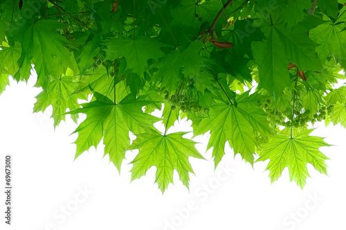 Zweige eines ahorns im frühling als freigestellter vorhang ...