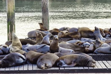 Fototapeten Sea lions, Pier 39, San Francisco, California © f8grapher