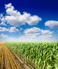Green Corn field