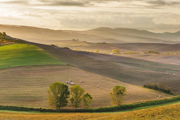 Obraz premium Beautiful light of the morning sun in the Tuscan landscape