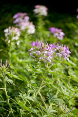 Red - Pink  flowers