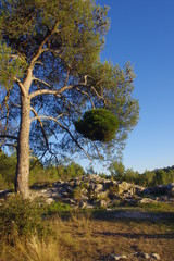 Pin dans le sud de la France