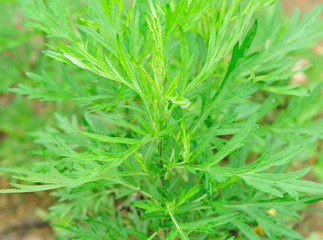 mugwort in growth