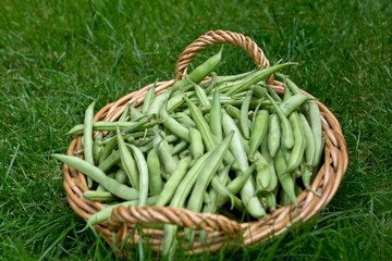 Grüne Bohnen im Korb
