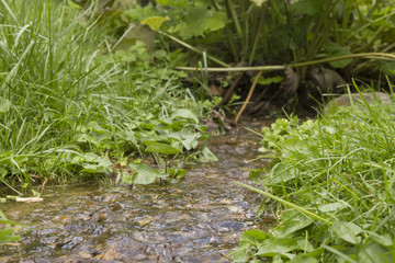 stream in forrest