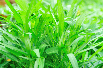 water spinach
